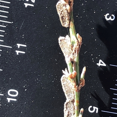 Unverified Plant at Crowther, NSW - 16 Jul 2025 by Frecko