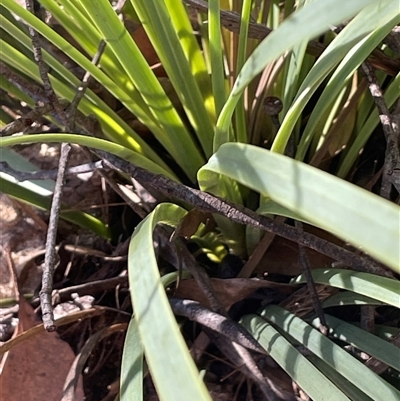 Xanthorrhoea concava at Larbert, NSW - Yesterday by JaneR