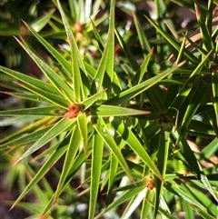 Melichrus erubescens (Ruby Urn Heath) at Crowther, NSW - Yesterday by Frecko