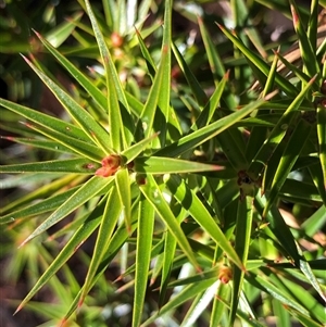 Melichrus erubescens (Ruby Urn Heath) at Crowther, NSW - Yesterday by Frecko