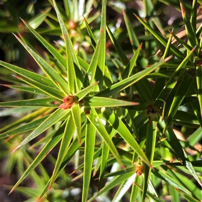 Melichrus erubescens (Ruby Urn Heath) at Crowther, NSW - Yesterday by Frecko