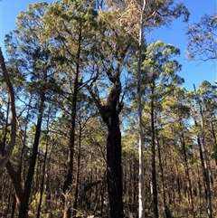 Eucalyptus globulus subsp. bicostata at Crowther, NSW - Yesterday by Frecko