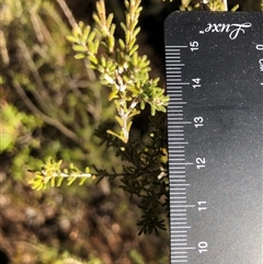 Calytrix tetragona (Common Fringe-myrtle) at Crowther, NSW - Yesterday by Frecko