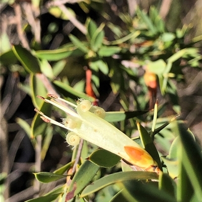 Styphelia triflora (Five-corners) at Crowther, NSW - Yesterday by Frecko