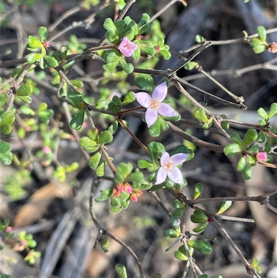 Boronia algida at Larbert, NSW - Yesterday by JaneR