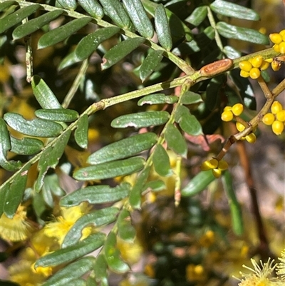 Acacia terminalis at Larbert, NSW - Yesterday by JaneR