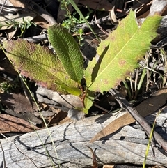 Lomatia ilicifolia (Holly Lomatia) at Durran Durra, NSW - Yesterday by JaneR