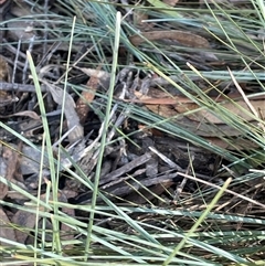 Lomandra glauca (Pale Mat-rush) at Larbert, NSW - Yesterday by JaneR