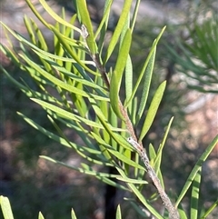 Persoonia mollis at Durran Durra, NSW - Yesterday by JaneR