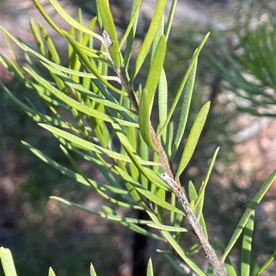 Persoonia mollis at Durran Durra, NSW - Yesterday by JaneR