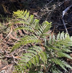 Pteridium esculentum (Bracken) at Larbert, NSW - Yesterday by JaneR