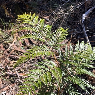 Pteridium esculentum (Bracken) at Larbert, NSW - Yesterday by JaneR