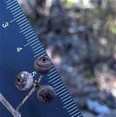Eucalyptus blakelyi at Crowther, NSW - Yesterday by Frecko