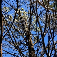 Callitris endlicheri (Black Cypress Pine) at Crowther, NSW - Yesterday by Frecko