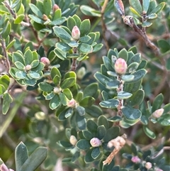 Brachyloma daphnoides (Daphne Heath) at Larbert, NSW - Yesterday by JaneR