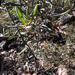 Persoonia sericea at Crowther, NSW - Yesterday by Frecko