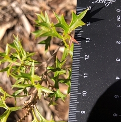 Grevillea ramosissima subsp. ramosissima (Fan Grevillea) at Crowther, NSW - Yesterday by Frecko