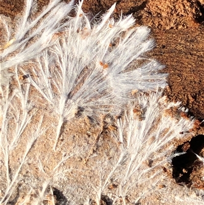 Unverified Coralloid fungus, markedly branched at Crowther, NSW - Yesterday by Frecko