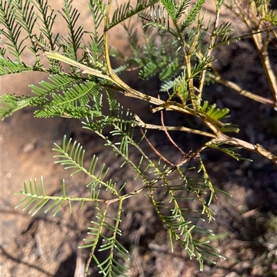 Acacia decurrens (Green Wattle) at Larbert, NSW - Yesterday by JaneR