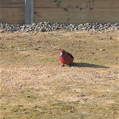 Platycercus elegans (Crimson Rosella) at Moss Vale, NSW - Today by NhN
