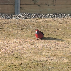 Platycercus elegans (Crimson Rosella) at Moss Vale, NSW - Today by NhN