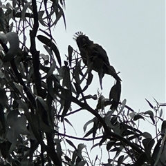 Callocephalon fimbriatum at Deakin, ACT - Today by lbradley