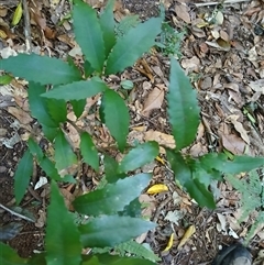 Helicia glabriflora (Smooth Helicia) at Jamberoo, NSW - 10 Jul 2025 by plants