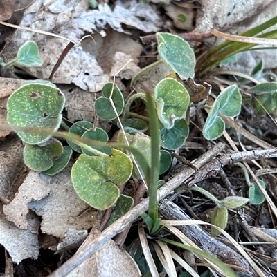 Dichondra sp. Inglewood (J.M.Dalby 86/93) Qld Herbarium (Kidney Weed) at Belconnen, ACT - Yesterday by Untidy