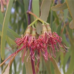 Amyema miquelii at Theodore, ACT - 23 Jan 2025 by MichaelBedingfield
