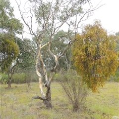 Eucalyptus blakelyi (Blakely's Red Gum) at Theodore, ACT - 23 Jan 2025 by MichaelBedingfield