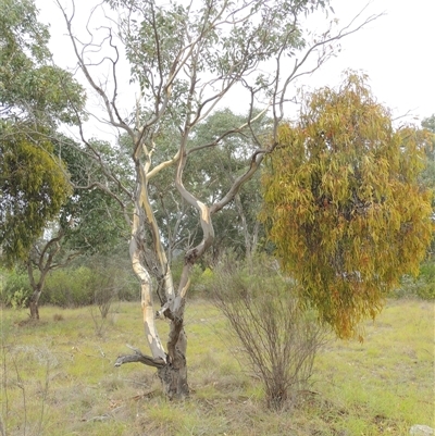 Eucalyptus blakelyi (Blakely's Red Gum) at Theodore, ACT - 23 Jan 2025 by MichaelBedingfield
