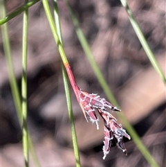 Schoenus melanostachys (Black Bog-rush) at Larbert, NSW - Yesterday by JaneR