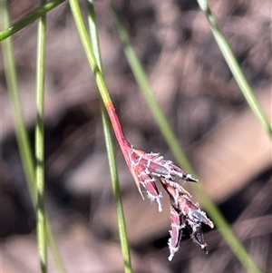 Schoenus melanostachys (Black Bog-rush) at Larbert, NSW - Yesterday by JaneR
