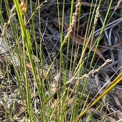Lepidosperma gunnii (Little Sword-sedge) at Larbert, NSW - Yesterday by JaneR