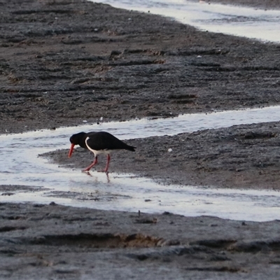 Haematopus longirostris at Cairns City, QLD - 12 Jun 2025 by Rixon