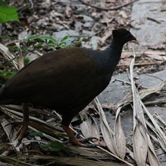 Megapodius reinwardt at Edge Hill, QLD - 13 Jun 2025 by Rixon