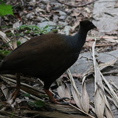 Megapodius reinwardt at Edge Hill, QLD - 13 Jun 2025 by Rixon