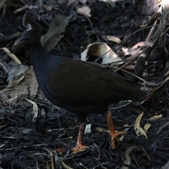 Megapodius reinwardt at Edge Hill, QLD - 13 Jun 2025 by Rixon