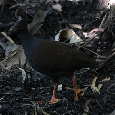 Megapodius reinwardt at Edge Hill, QLD - 13 Jun 2025 by Rixon