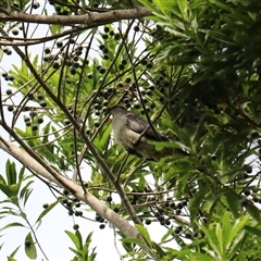Lopholaimus antarcticus at Edge Hill, QLD - 13 Jun 2025 by Rixon