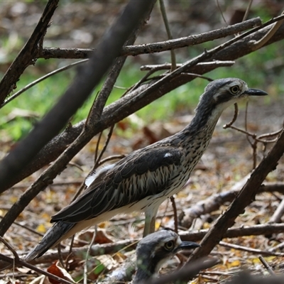 Dacelo novaeguineae at Edge Hill, QLD - 13 Jun 2025 by Rixon