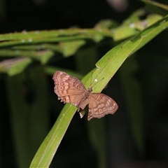 Unverified Butterfly (Lepidoptera, Rhopalocera) at Edge Hill, QLD - 13 Jun 2025 by Rixon