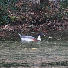 Cairina moschata at Edge Hill, QLD - 13 Jun 2025 by Rixon