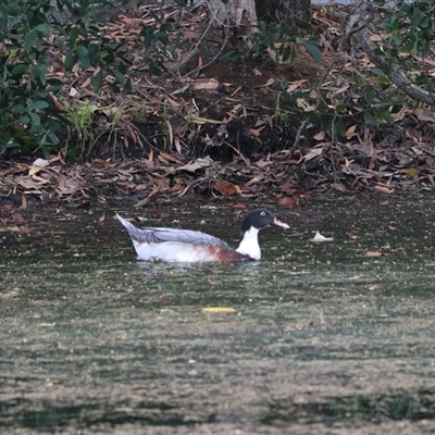 Cairina moschata at Edge Hill, QLD - 13 Jun 2025 by Rixon