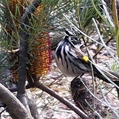 Phylidonyris novaehollandiae at Acton, ACT - Today by trevorpreston