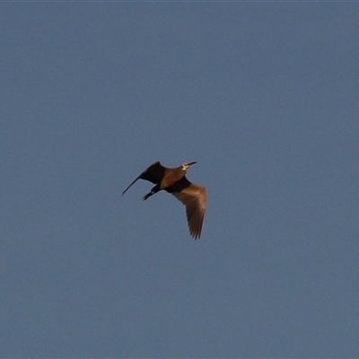 Egretta novaehollandiae at Cairns City, QLD - 13 Jun 2025 by Rixon