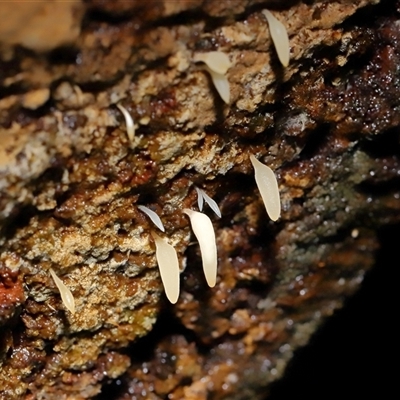 Mucronella sp. at Paddys River, ACT - Yesterday by TimL