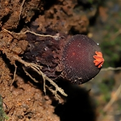 Calostoma fuscum by TimL