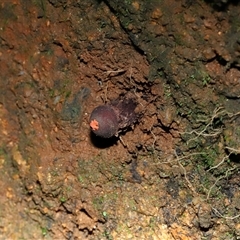 Calostoma fuscum at Paddys River, ACT - suppressed