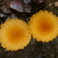 Lichenomphalia chromacea at Kambah, ACT - Yesterday by TimL